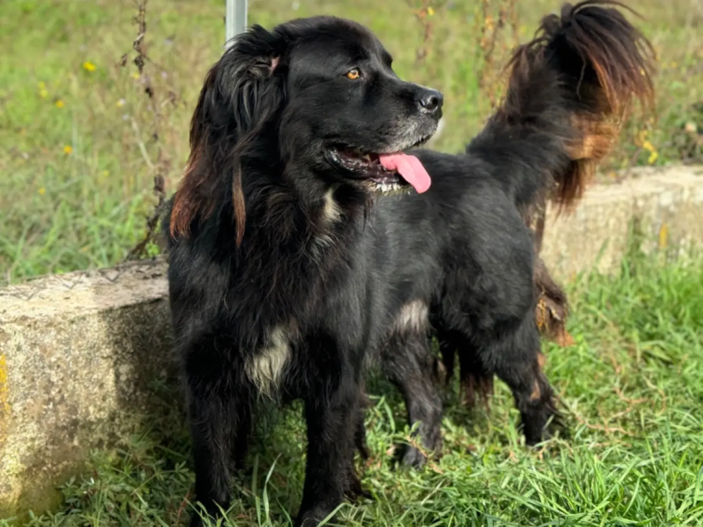 Vuoi adottare un cane a Frosinone?
