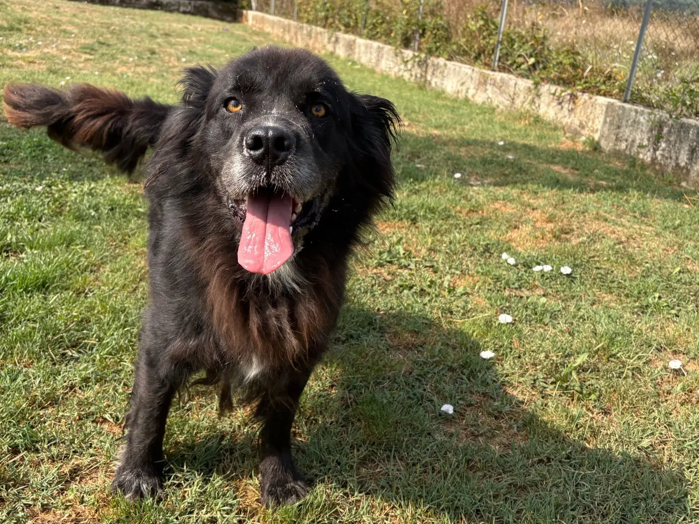 Adozione cane, maschio, Terranova Razza sconosciuta, 5 anni e 11 mesi, taglia grande, Frosinone