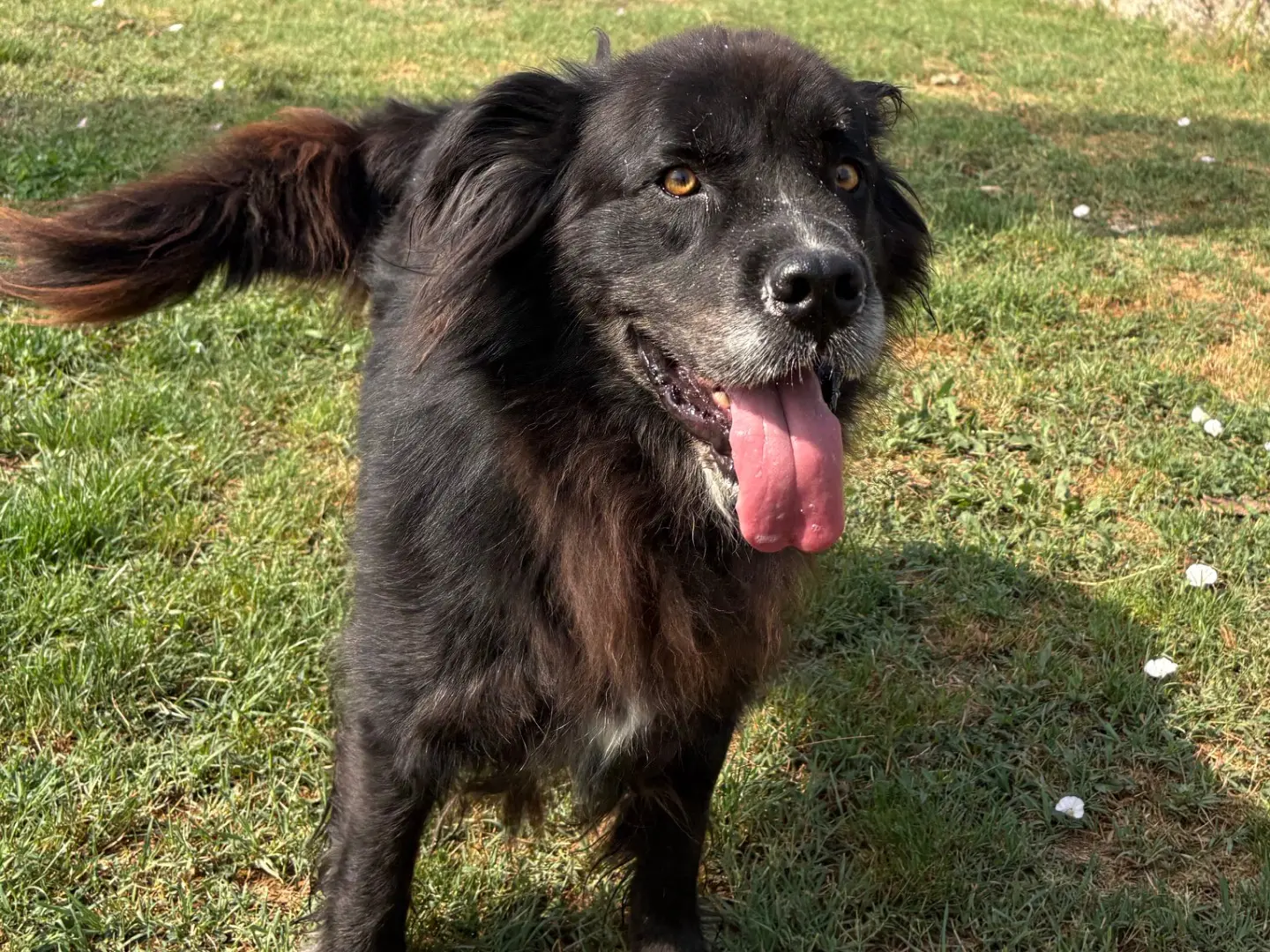 Adotta un cane, maschio, 5 anni e 11 mesi, Frosinone
