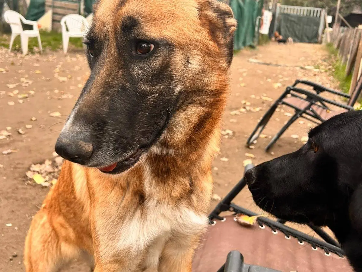 Adotta il cane Candy a Napoli