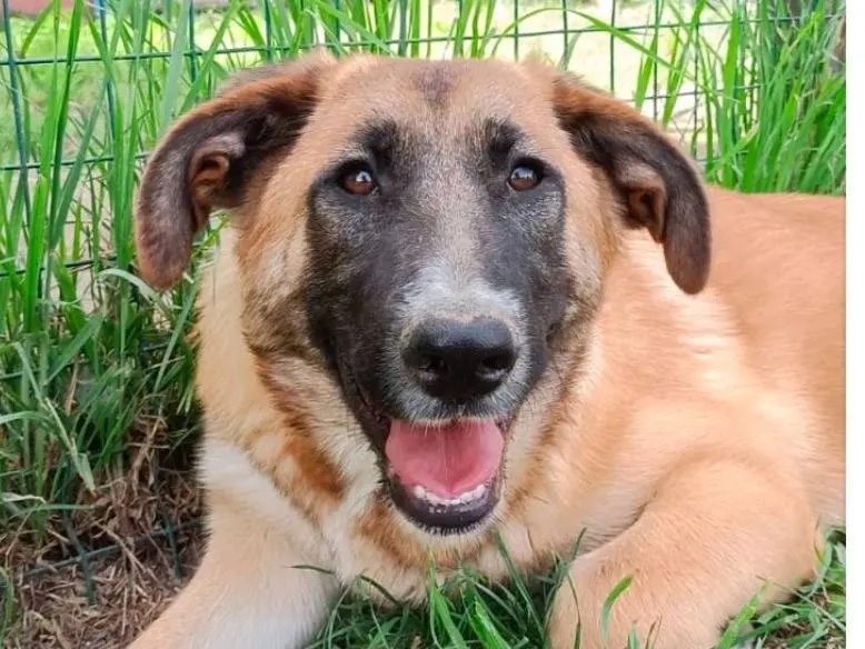 Adotta un cane, femmina, 4 anni e 5 mesi, Napoli