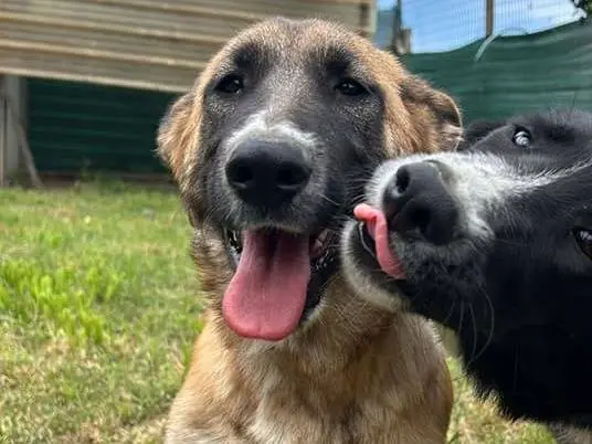 Adozione cane, femmina, Razza sconosciuta Razza sconosciuta, 4 anni e 5 mesi, taglia media, Napoli