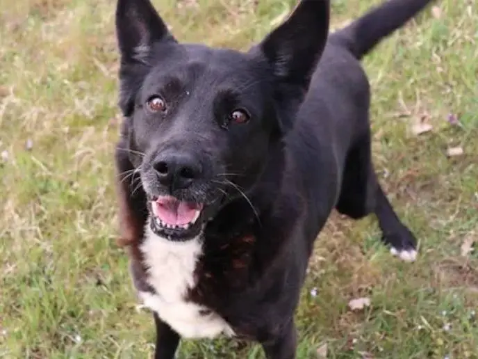 Adozione cane, maschio, meticcio, 14 anni e 9 mesi, taglia media, Milano