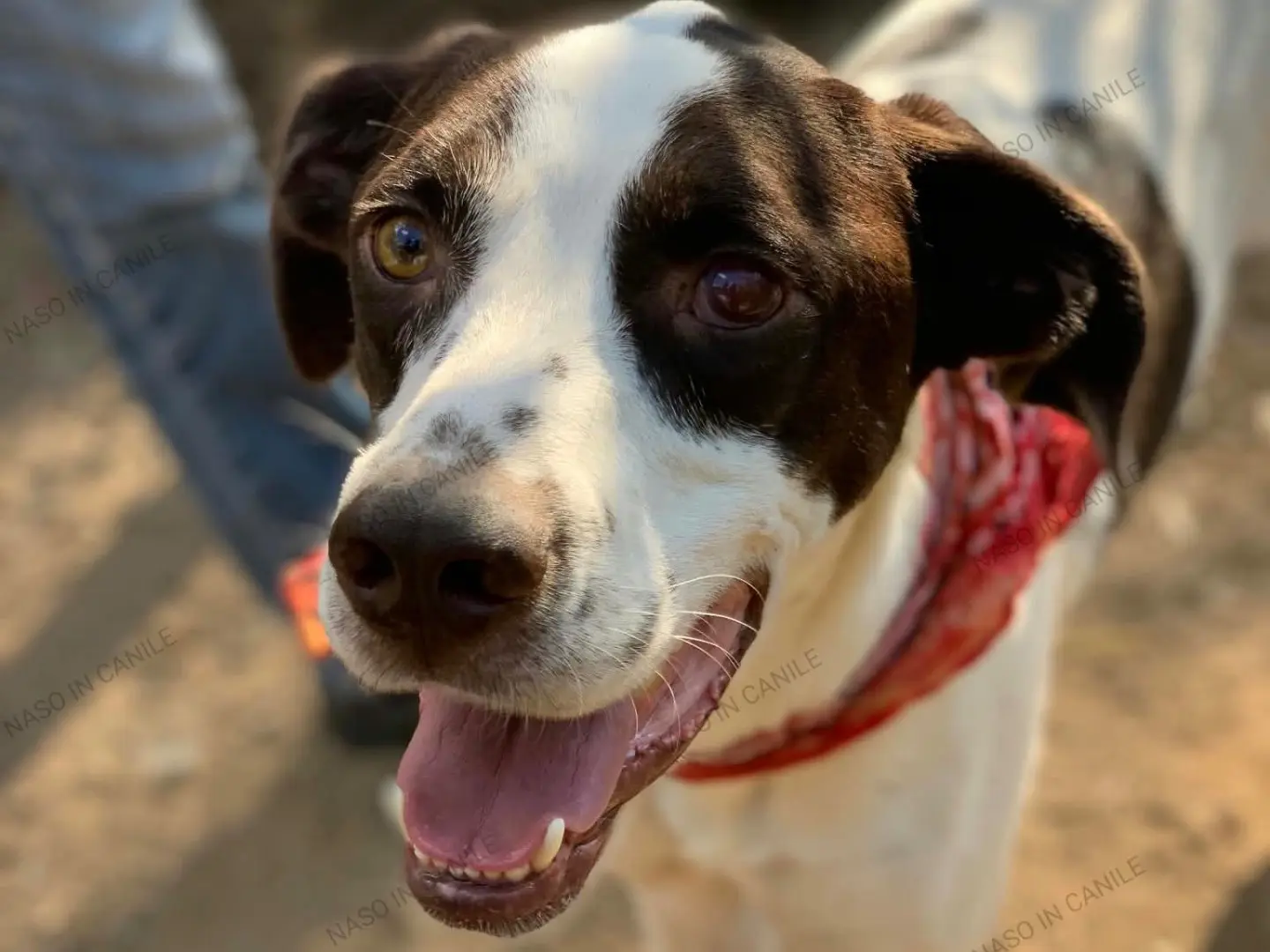 Vuoi adottare un cane a Latina?