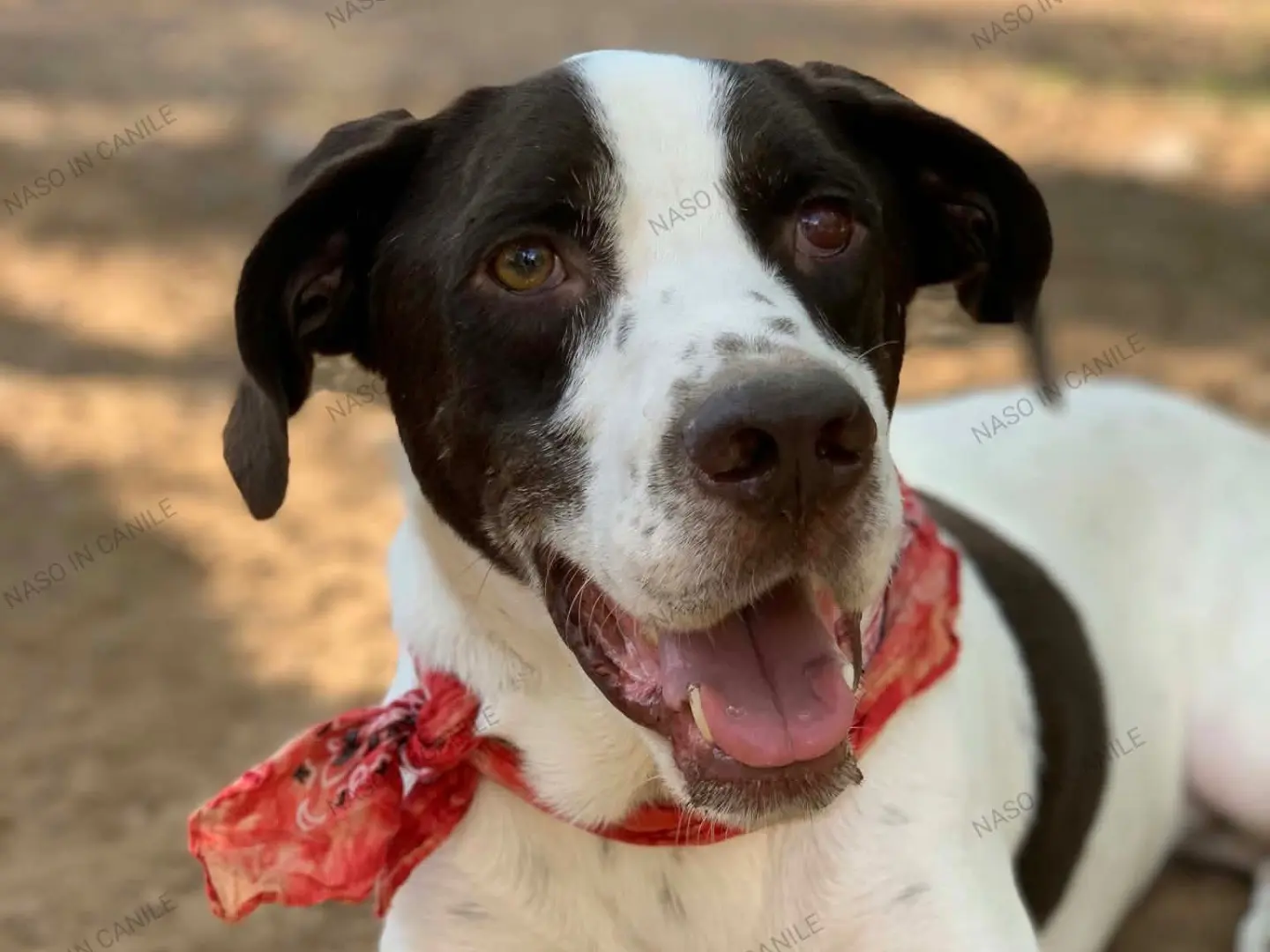 Adotta il cane Faraone a Latina