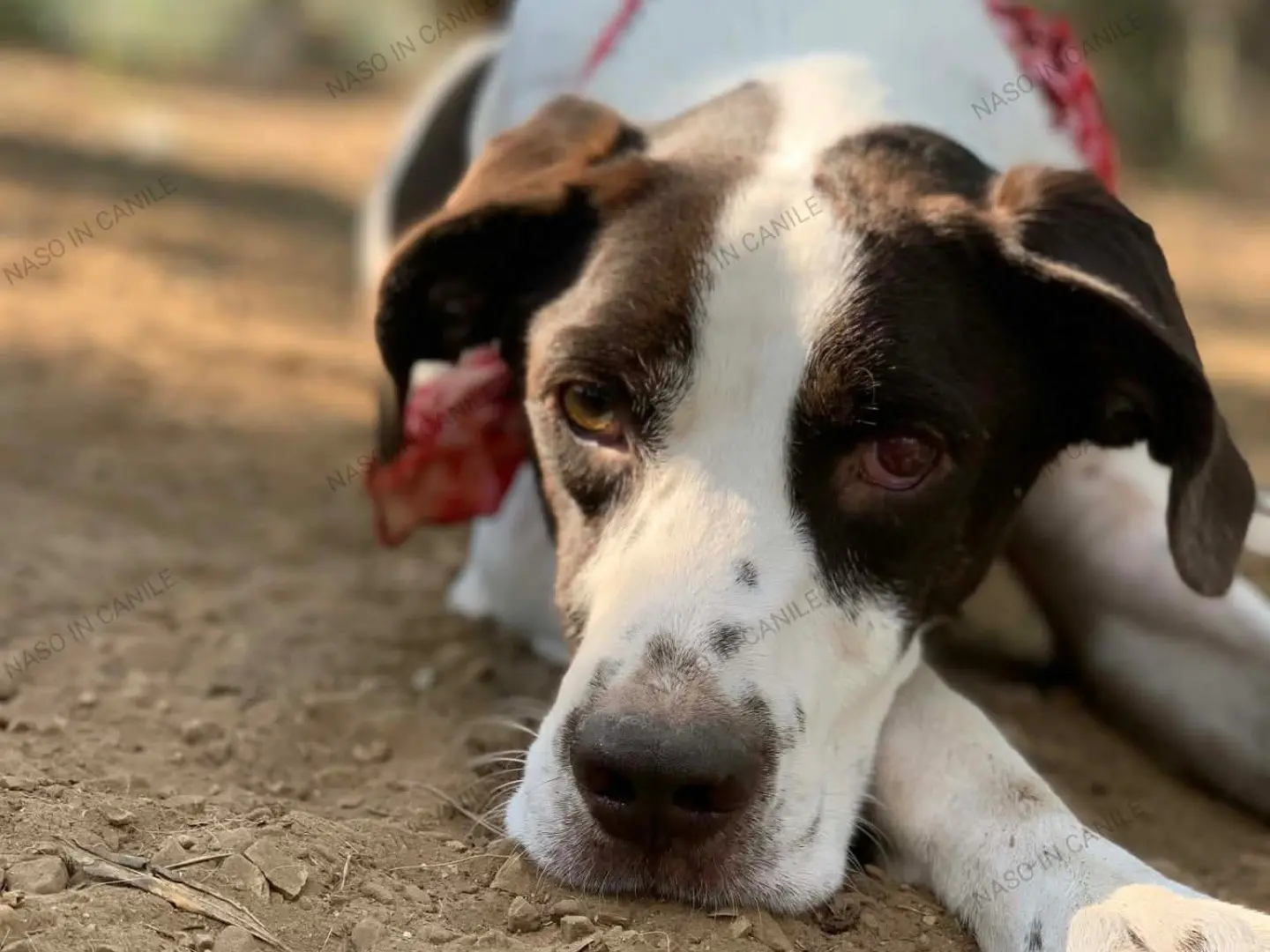 Adotta un cane, maschio, 3 anni e 3 mesi, Latina