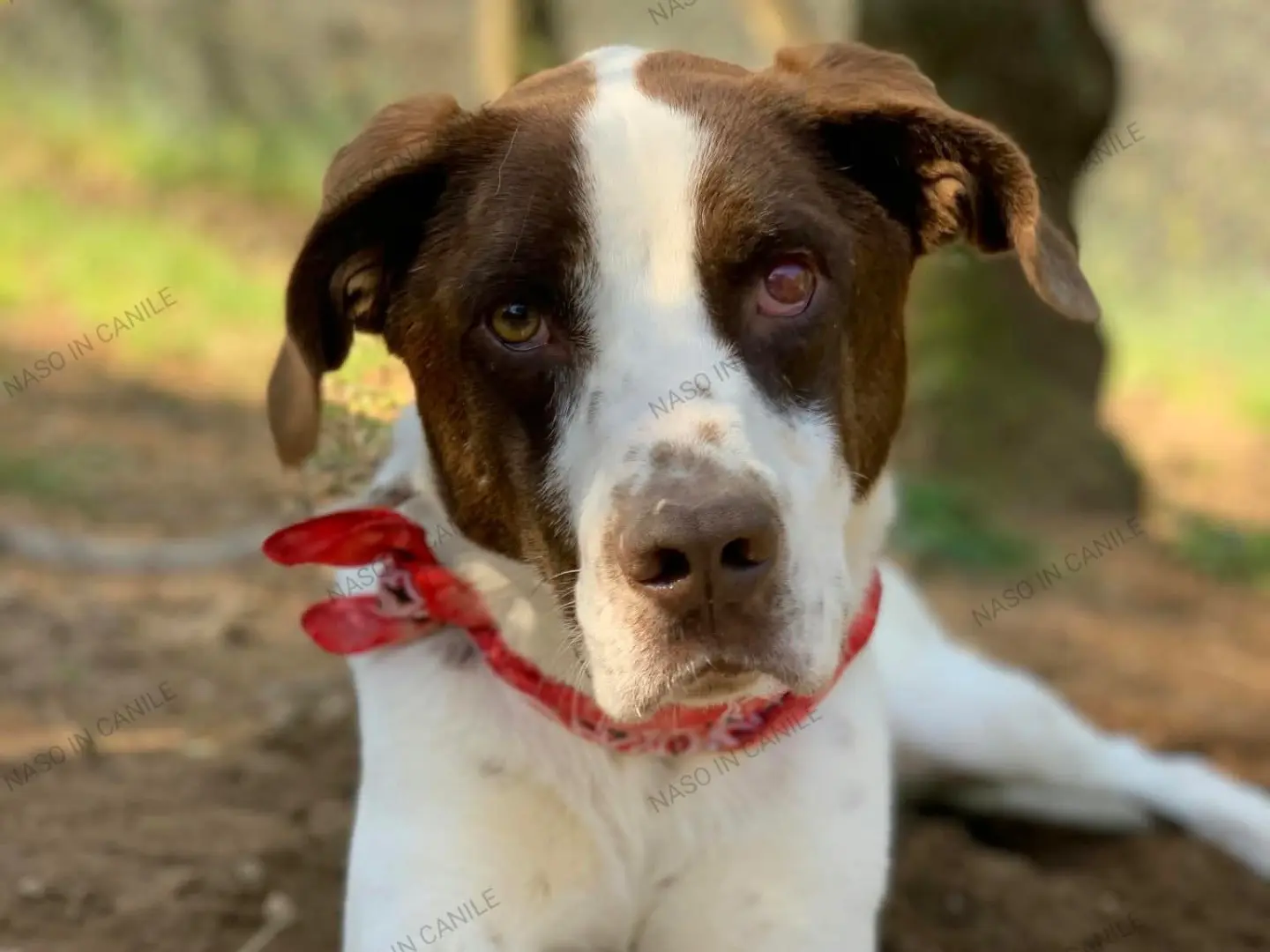 Adozione cane, maschio, Razza sconosciuta Razza sconosciuta, 3 anni e 3 mesi, taglia media, Latina