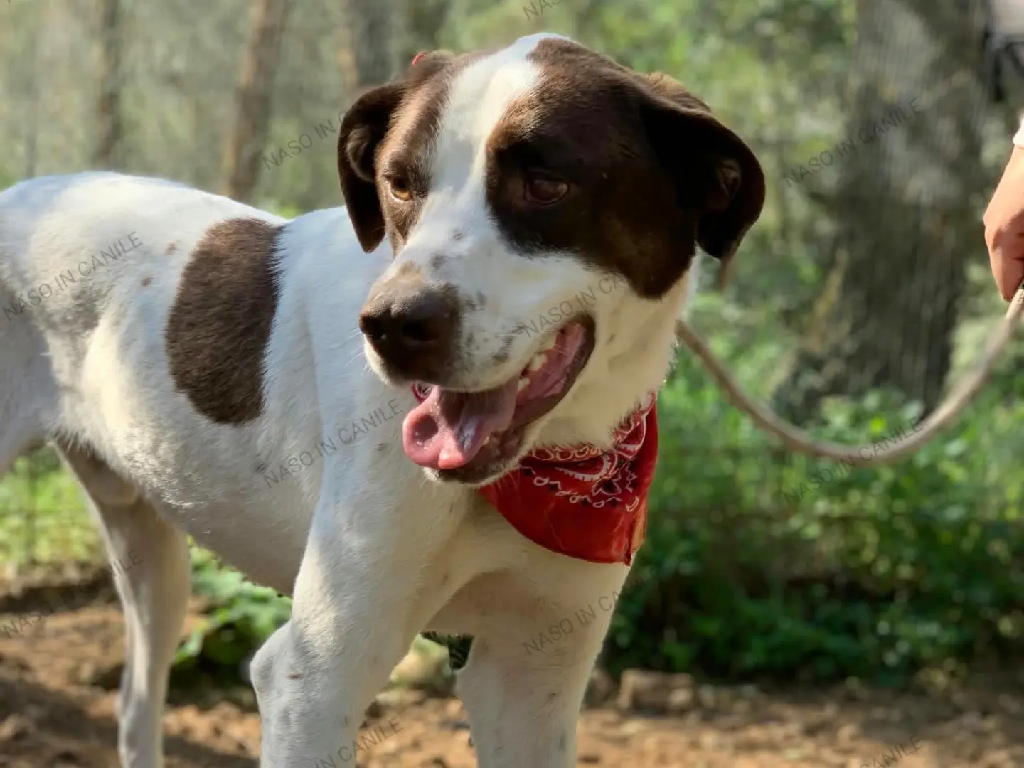 Adotta un cane, taglia media, maschio, Latina
