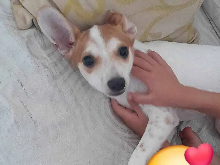 Adotta un cane, maschio, 2 anni e 7 mesi, Catania