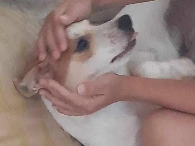 Adotta un cane, taglia piccola, maschio, Catania