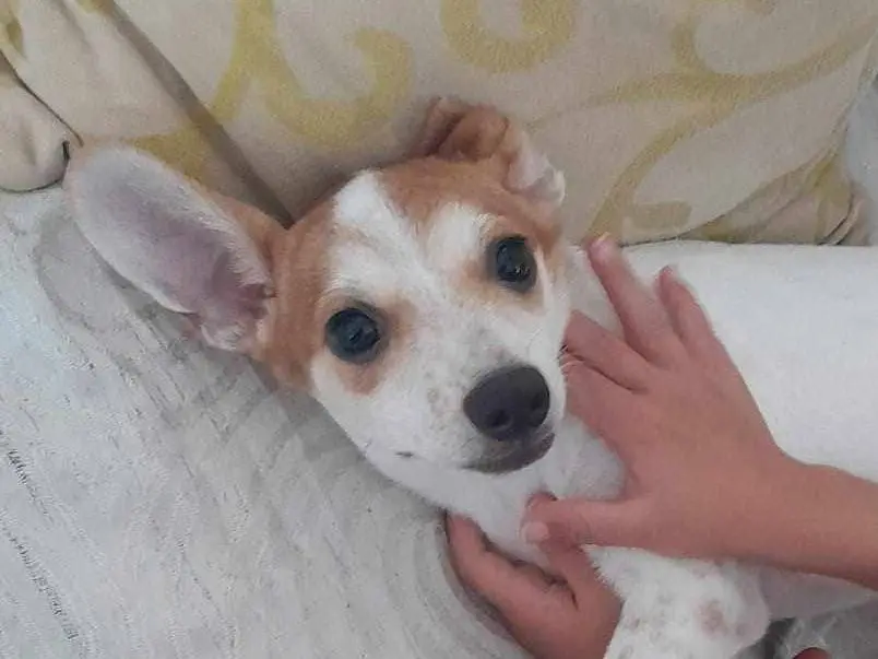 Adozione cane, maschio, meticcio, 2 anni e 7 mesi, taglia piccola, Catania