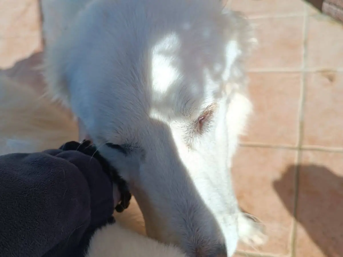 Adotta un cane, taglia media, femmina, Latina