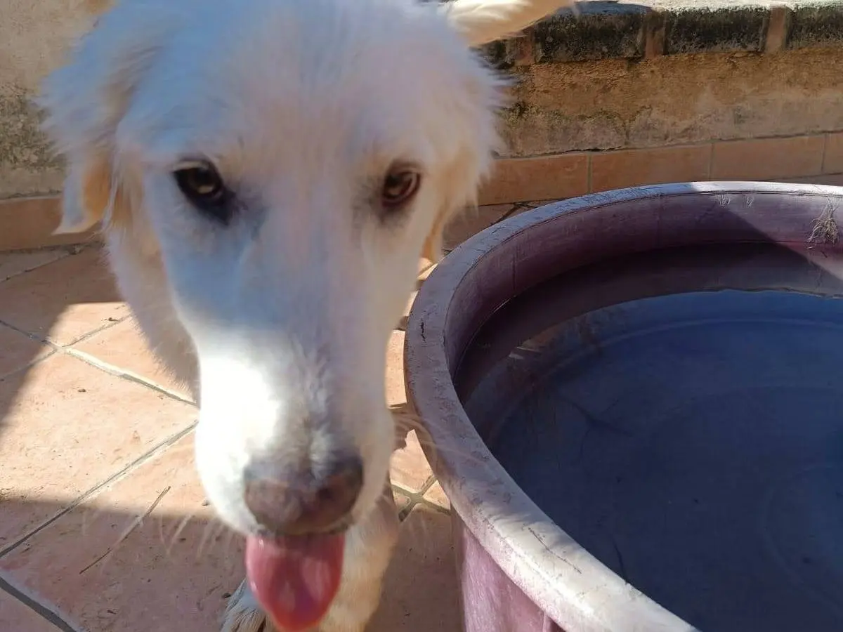 Adozione cane, femmina, Razza sconosciuta Razza sconosciuta, 2 anni e 9 mesi, taglia media, Latina