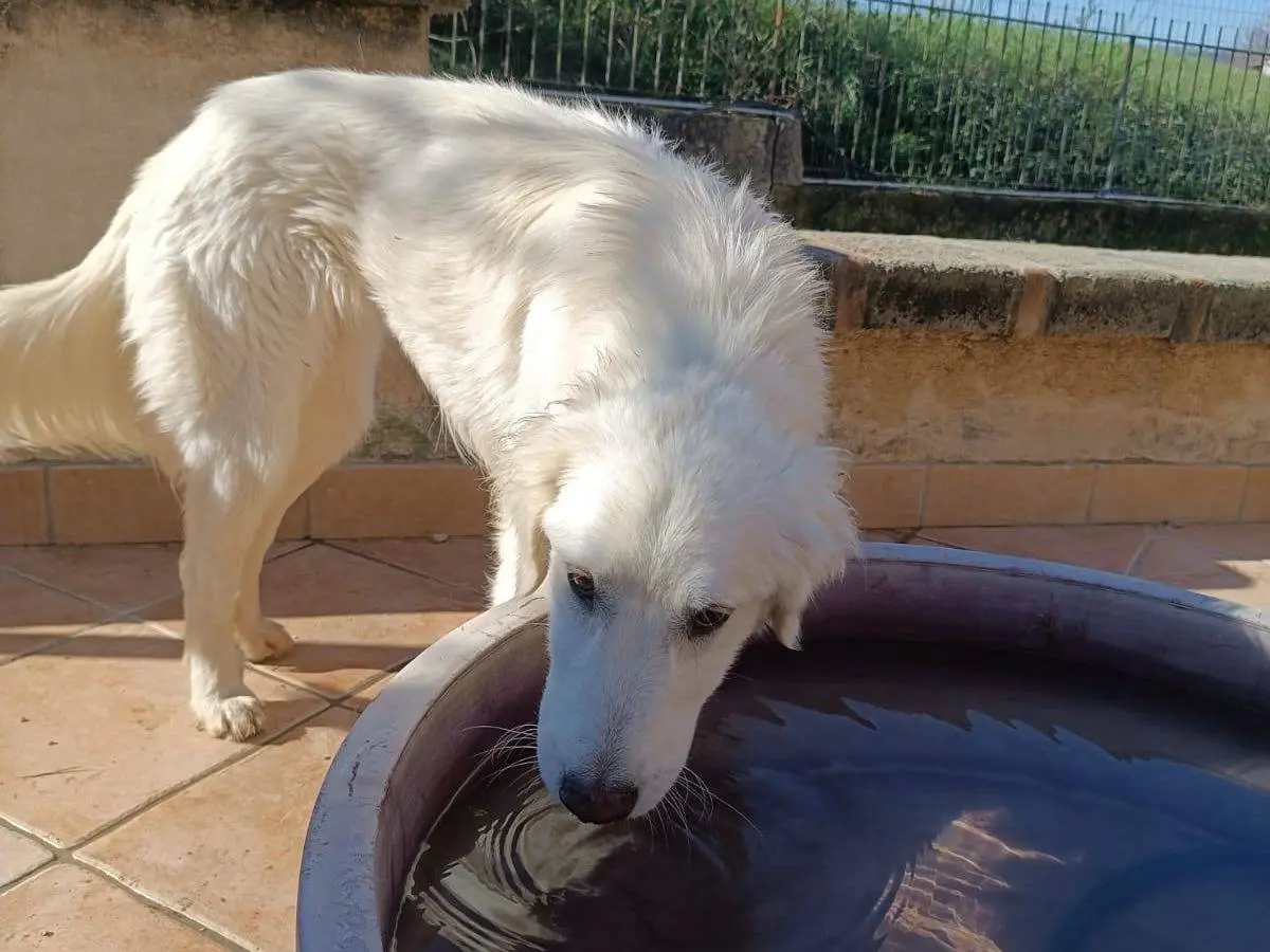 Adotta un cane, femmina, 2 anni e 9 mesi, Latina
