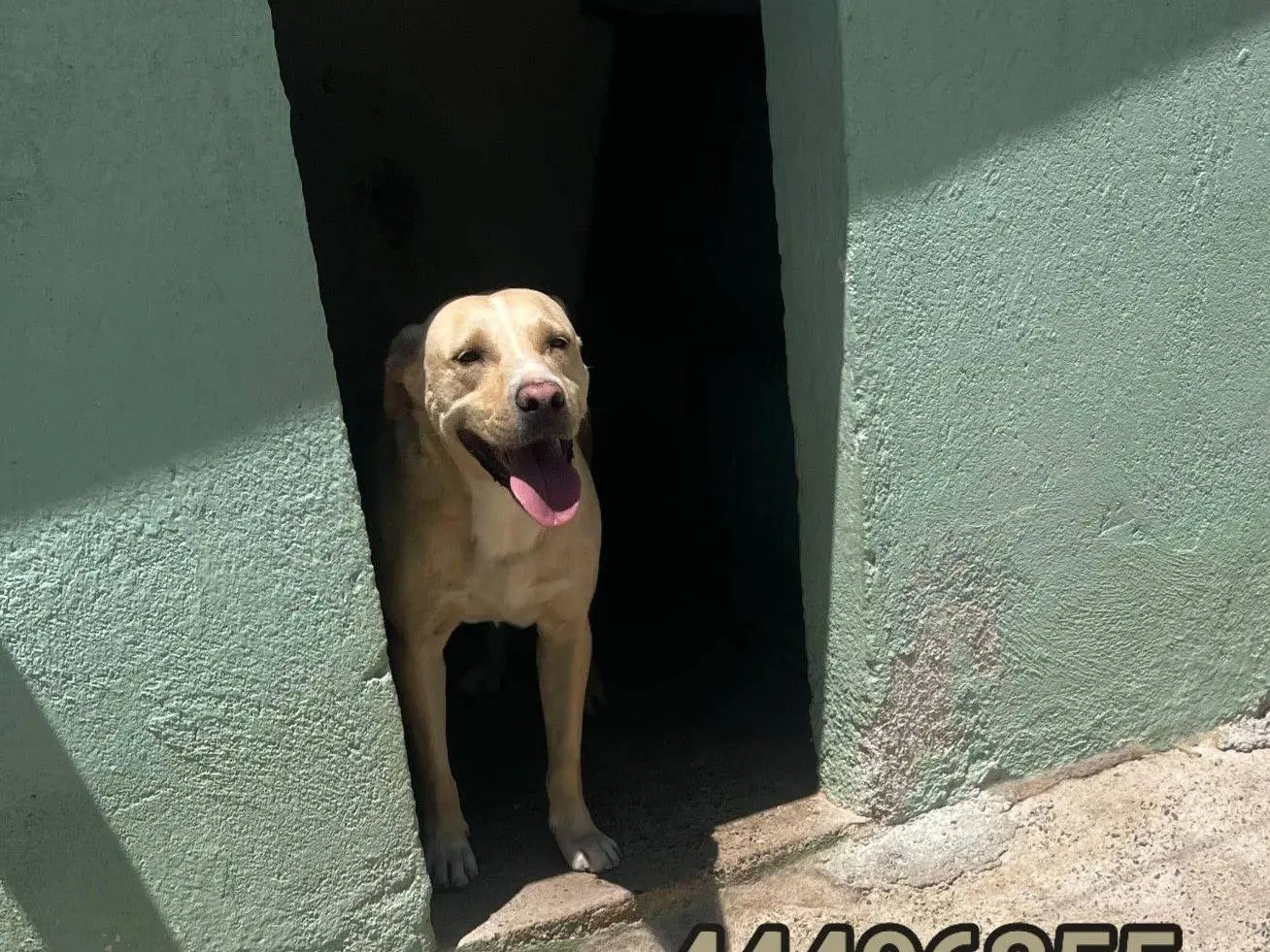 Adozione cane, maschio, Razza sconosciuta Razza sconosciuta, 6 anni e 2 mesi, taglia media, Crotone