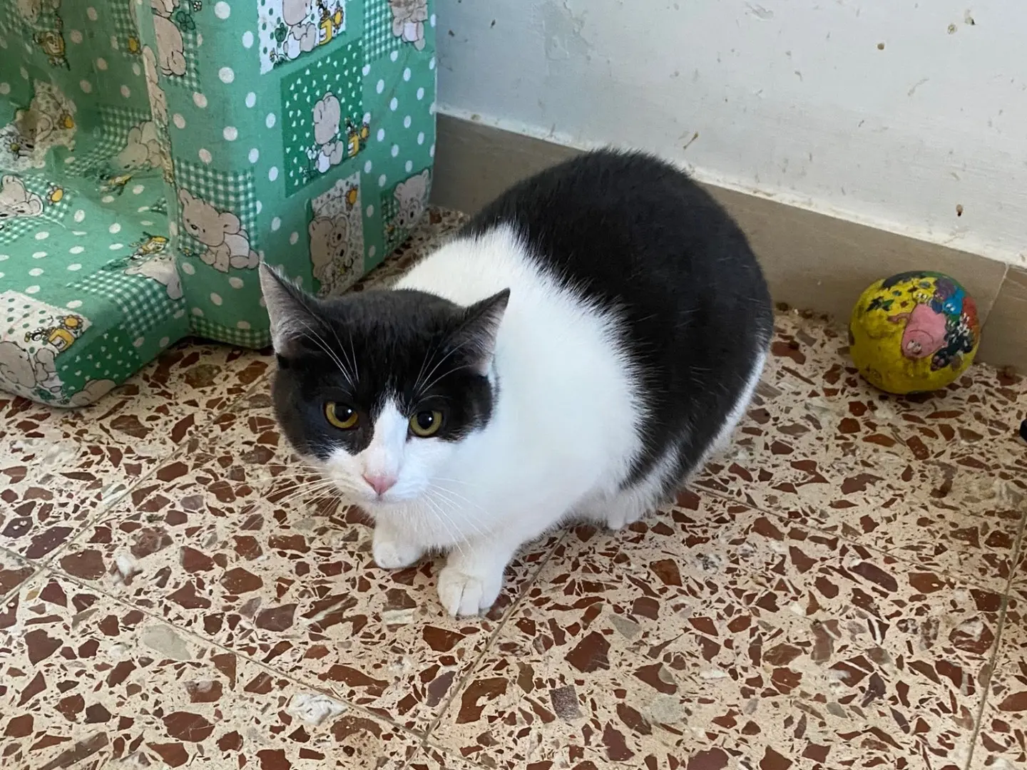 Adotta un gatto, femmina, 2 anni e 5 mesi, Teramo