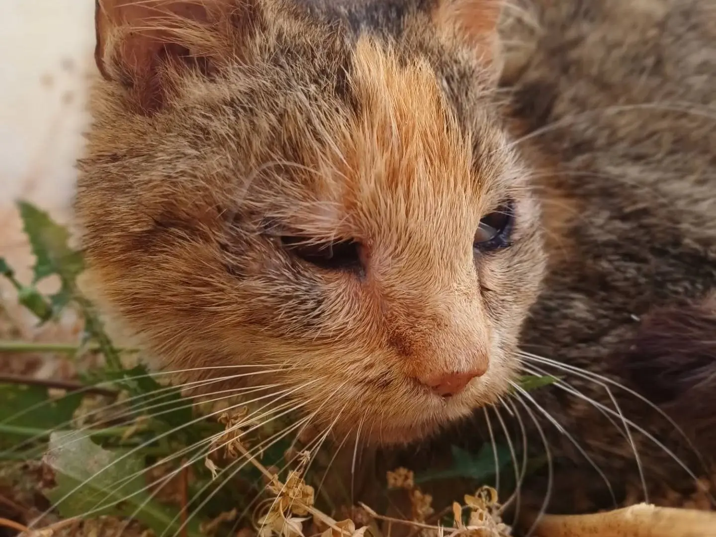 Adotta un gatto, femmina, 5 anni e 9 mesi, Lecce
