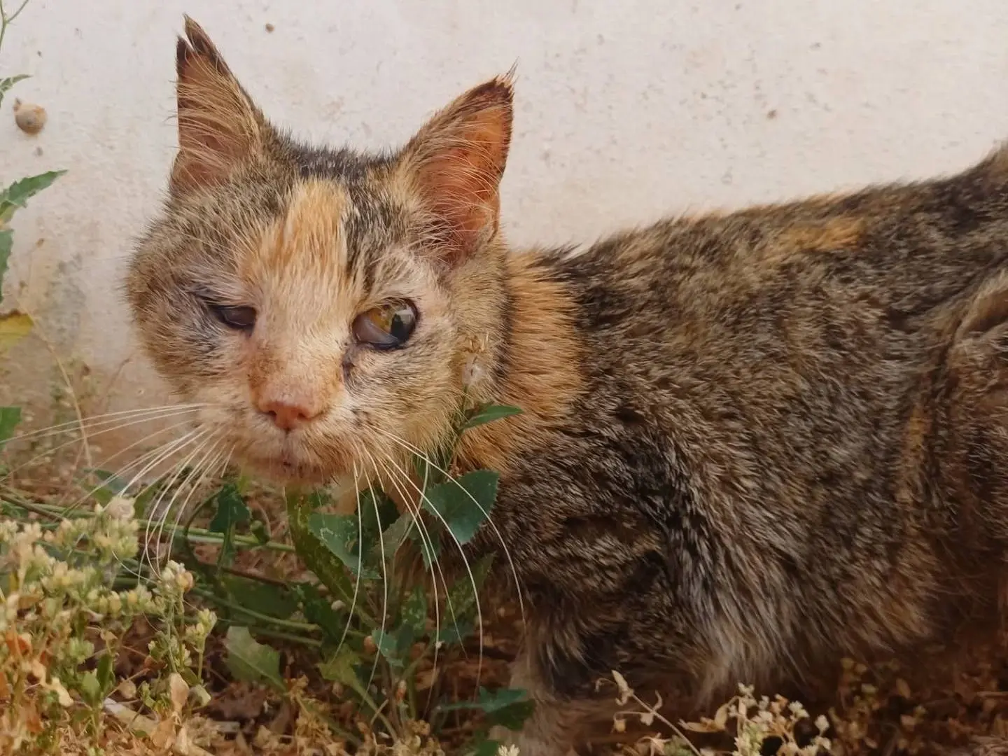 Adozione gatto, femmina, Razza sconosciuta Razza sconosciuta, 5 anni e 9 mesi, taglia non valida, Lecce