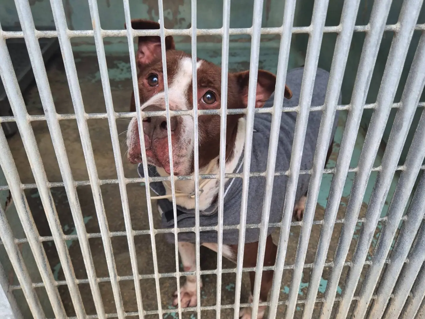 Adotta un cane, femmina, 10 anni e 3 mesi, Barletta