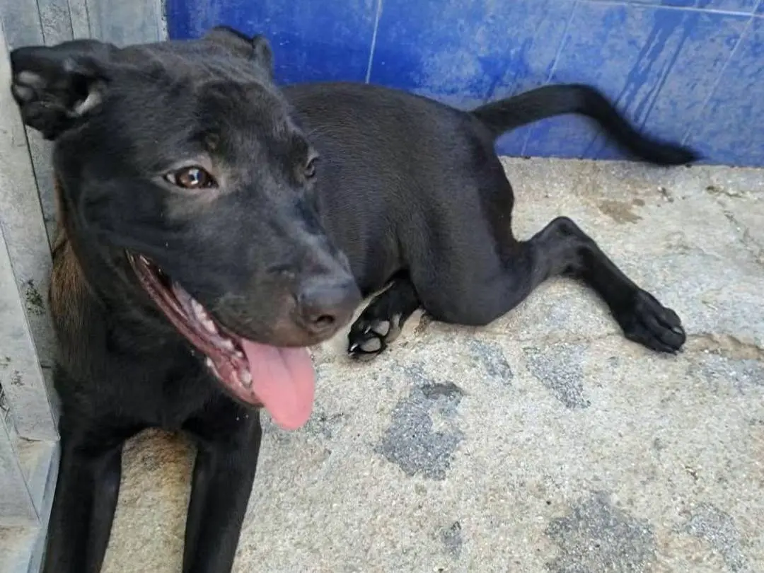 Adozione cane, femmina, Razza sconosciuta Razza sconosciuta, 6 mesi, taglia media, Bari