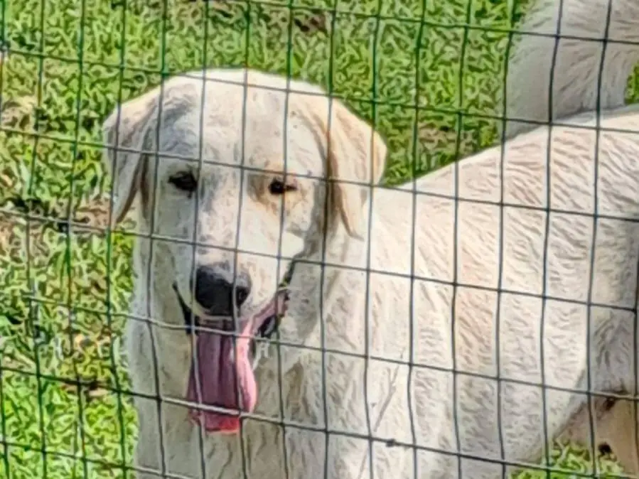 Adozione cane, maschio, meticcio, 3 anni e 5 mesi, taglia grande, Como