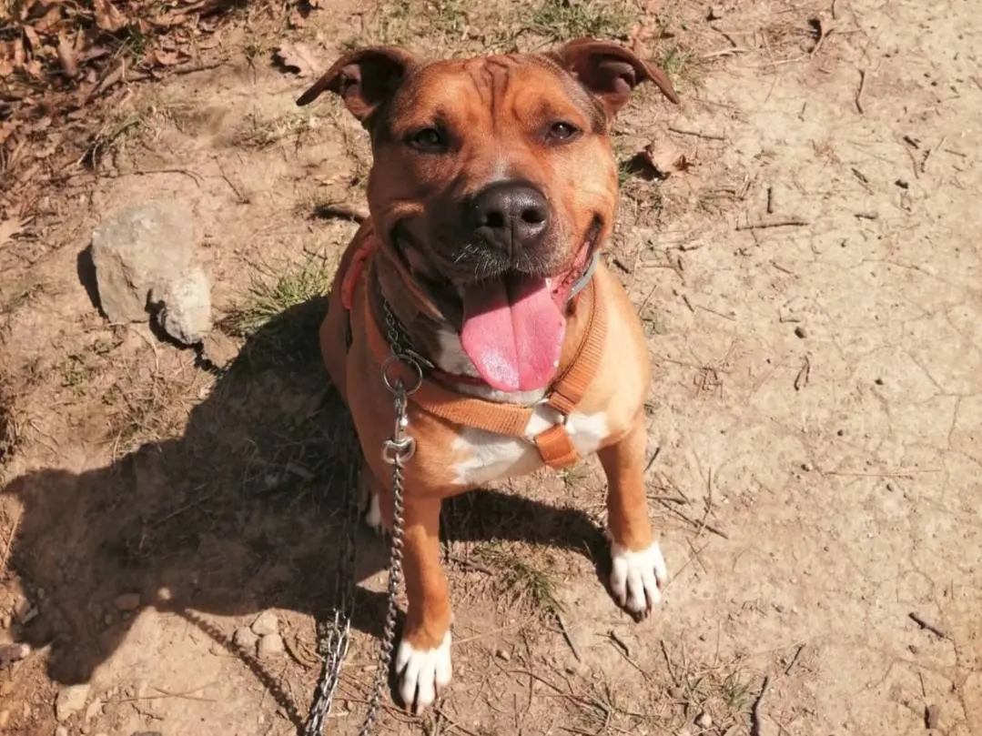 Adotta un cane, maschio, 8 anni e 7 mesi, Genova