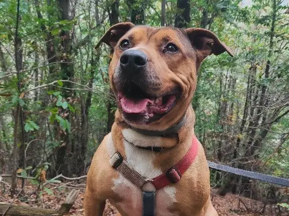 Adozione cane, maschio, Staffordshire Bull terrier, 8 anni e 7 mesi, taglia grande, Genova