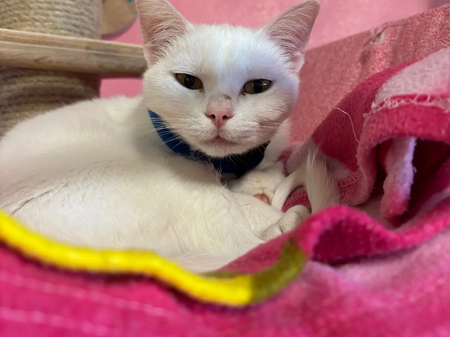 Adotta un gatto, taglia non valida, femmina, Brescia