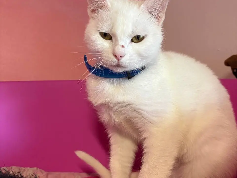 Adotta un gatto, femmina, 1 anno, Brescia