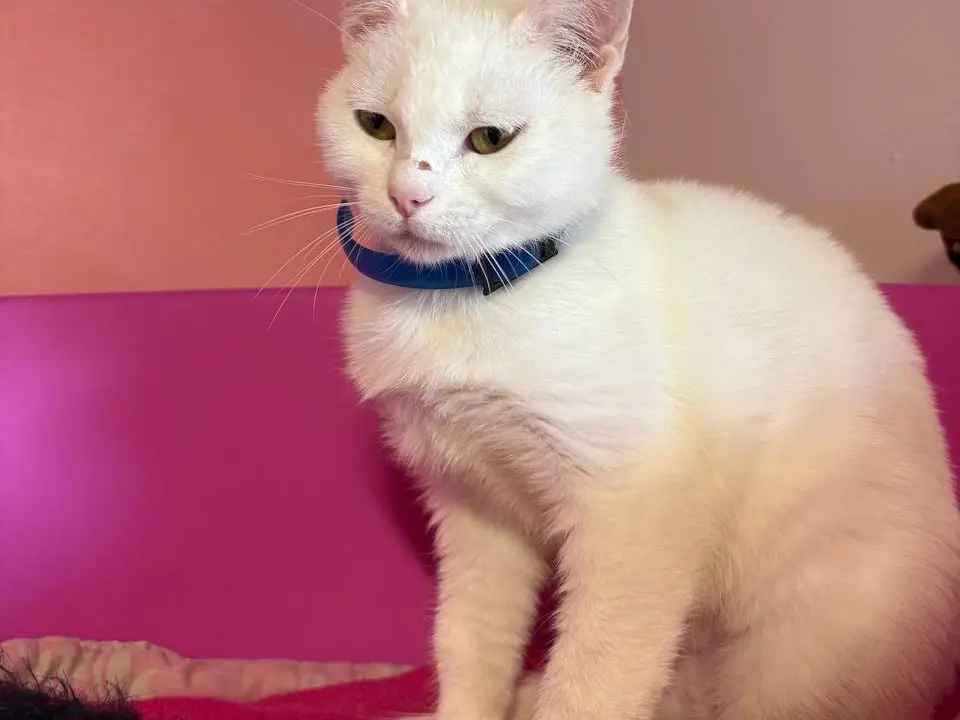 Adozione gatto, femmina, Razza sconosciuta Razza sconosciuta, 1 anno, taglia non valida, Brescia