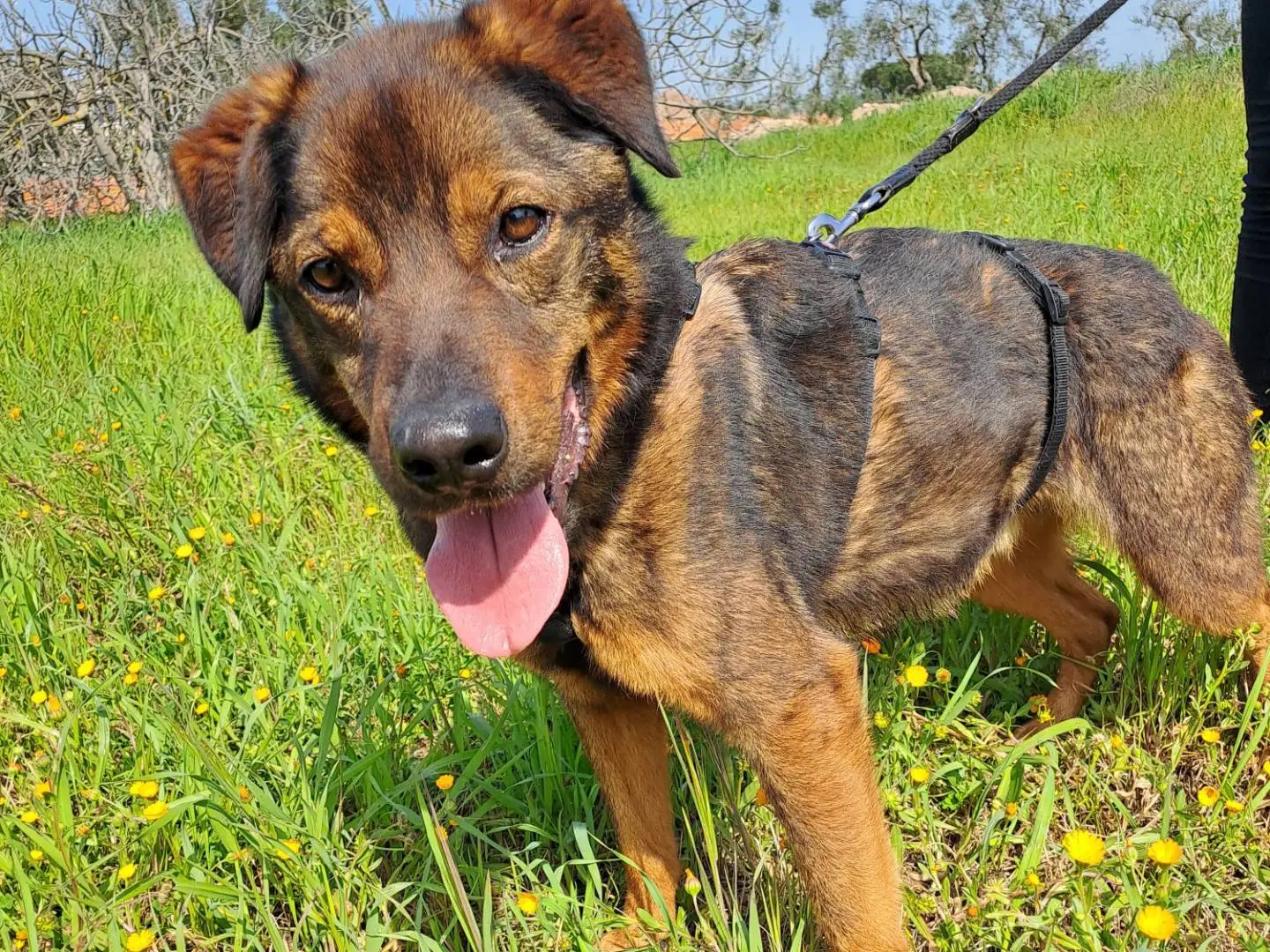 Adotta il cane Argo a Barletta