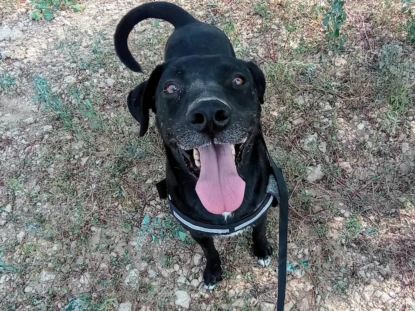 Adozione cane, maschio, meticcio, 9 anni e 9 mesi, taglia media, Taranto