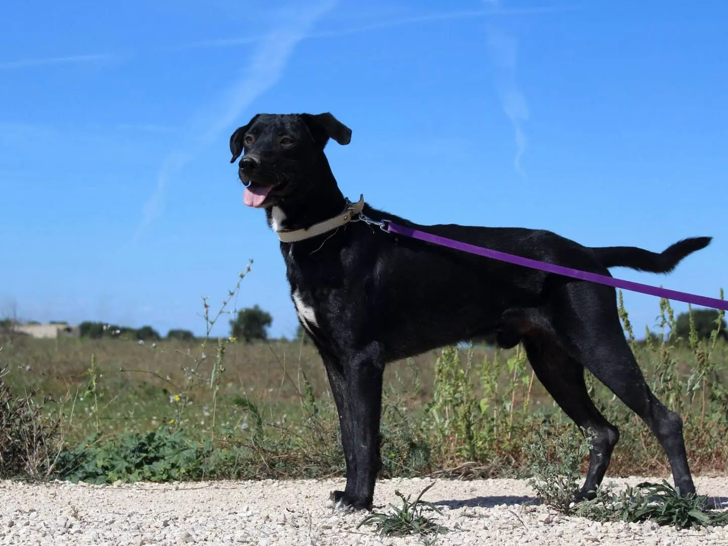 Vuoi adottare un cane a Taranto?
