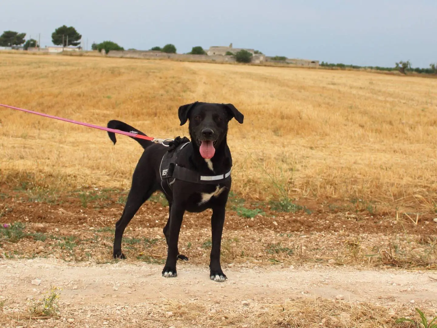 Adotta un cane, taglia media, maschio, Taranto