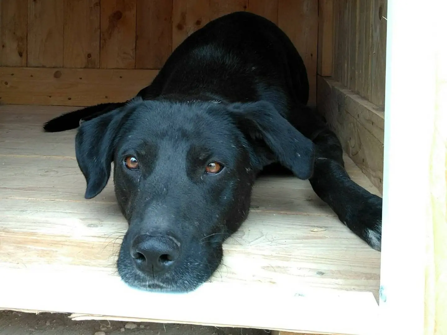 Adotta un cane, maschio, 9 anni e 9 mesi, Taranto