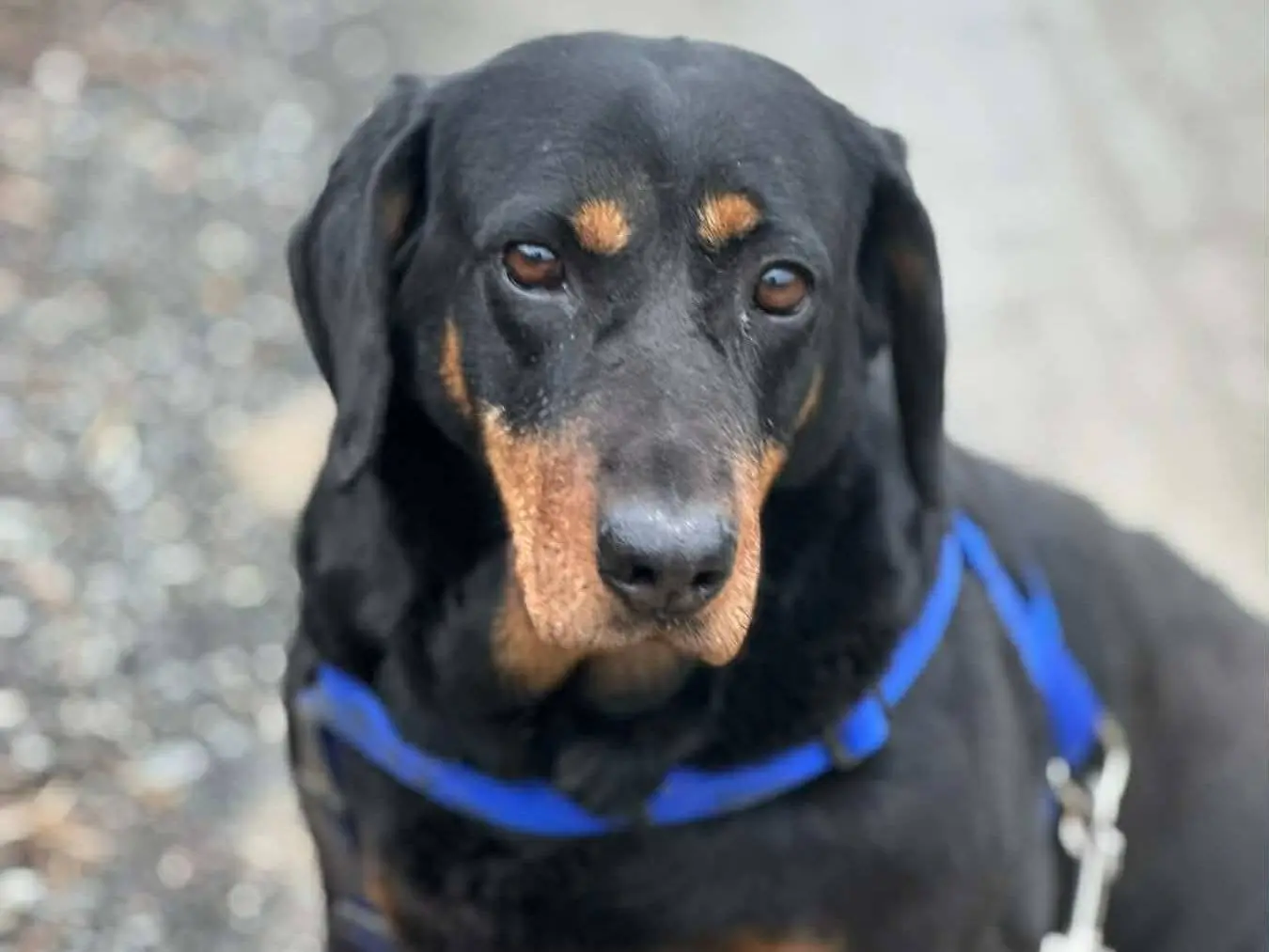 Adotta il cane RORY a Firenze