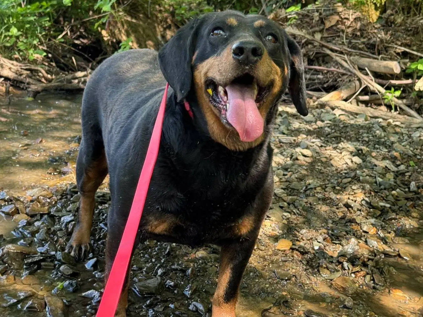 Adozione cane, femmina, Segugio Razza sconosciuta, 4 anni e 6 mesi, taglia media, Firenze
