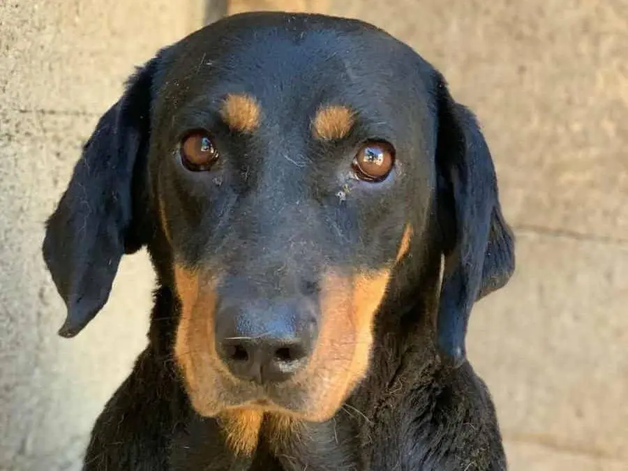 Vuoi adottare un cane a Firenze?
