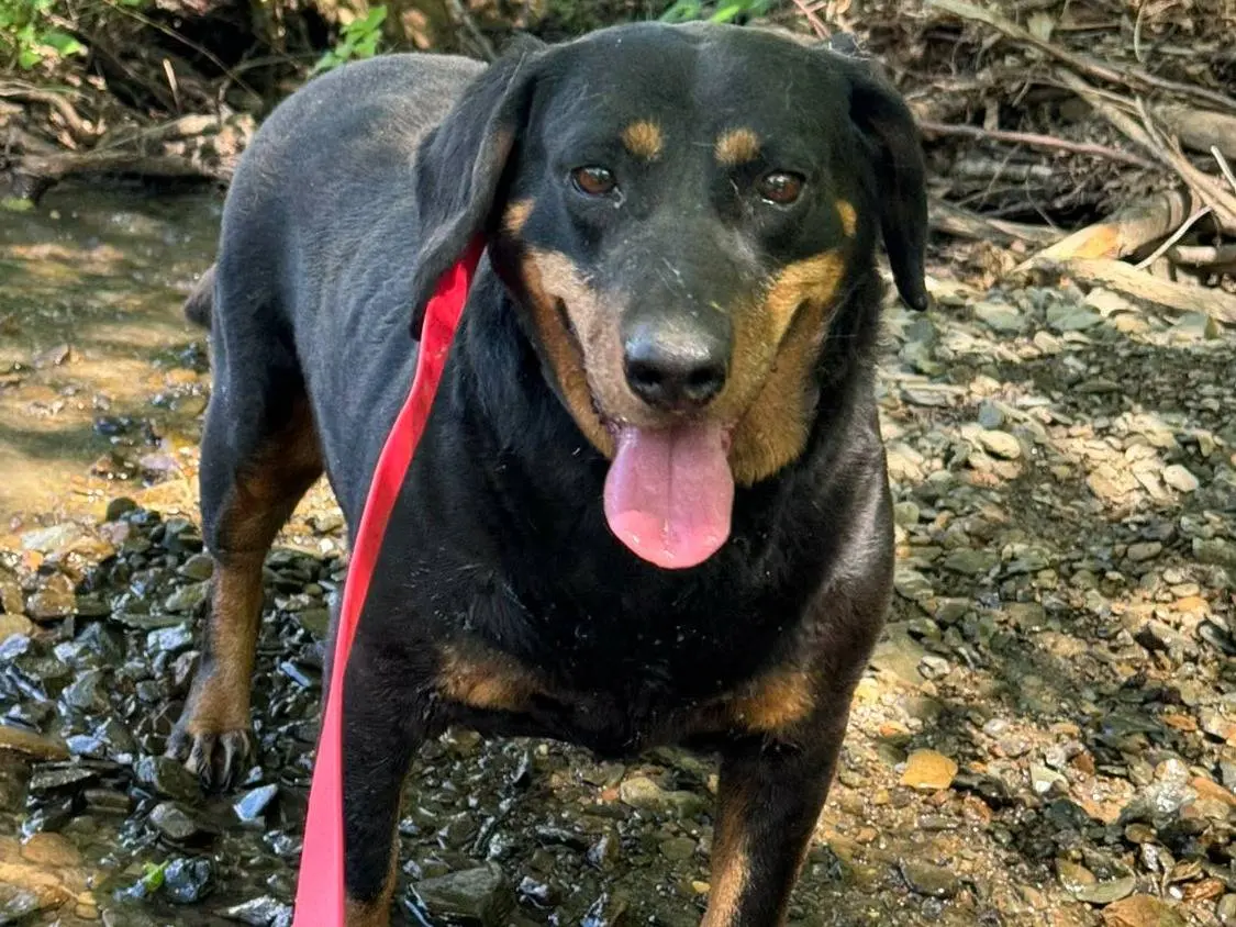 Adotta un cane, femmina, 4 anni e 6 mesi, Firenze