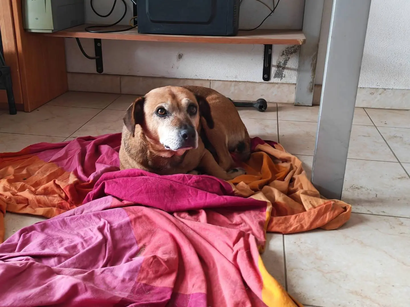 Adotta un cane, taglia media, femmina, Vibo