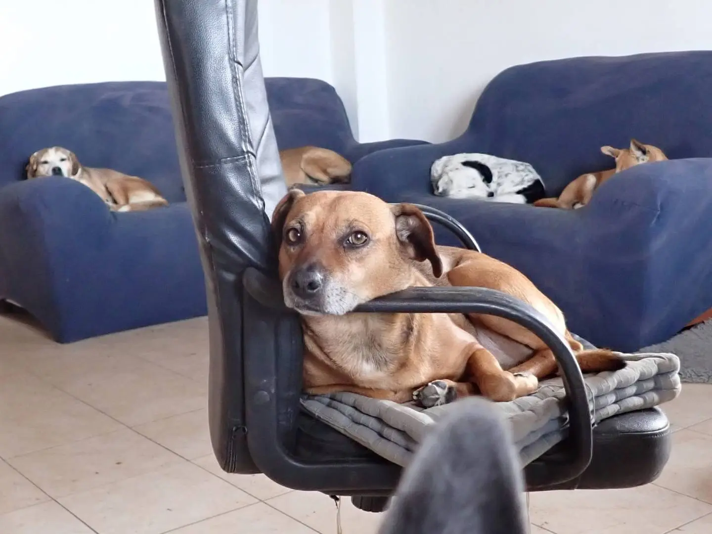 Adozione cane, femmina, Pitbull Razza sconosciuta, 10 anni e 9 mesi, taglia media, Vibo