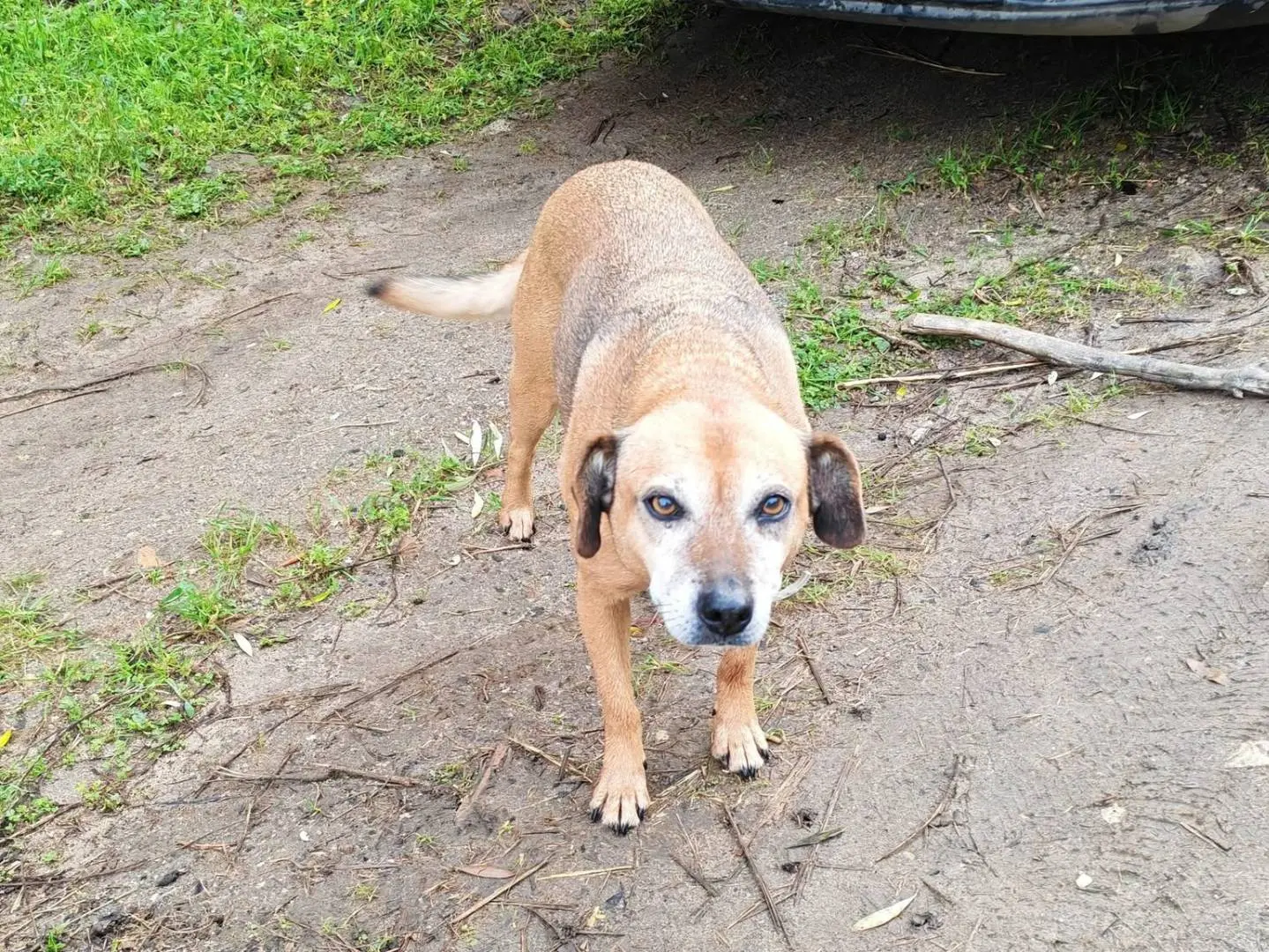 Adotta un cane, femmina, 10 anni e 9 mesi, Vibo