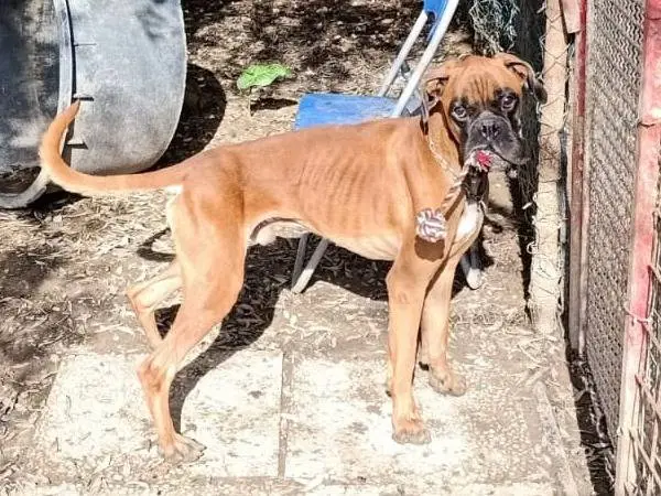 Vuoi adottare un cane a Pisa?