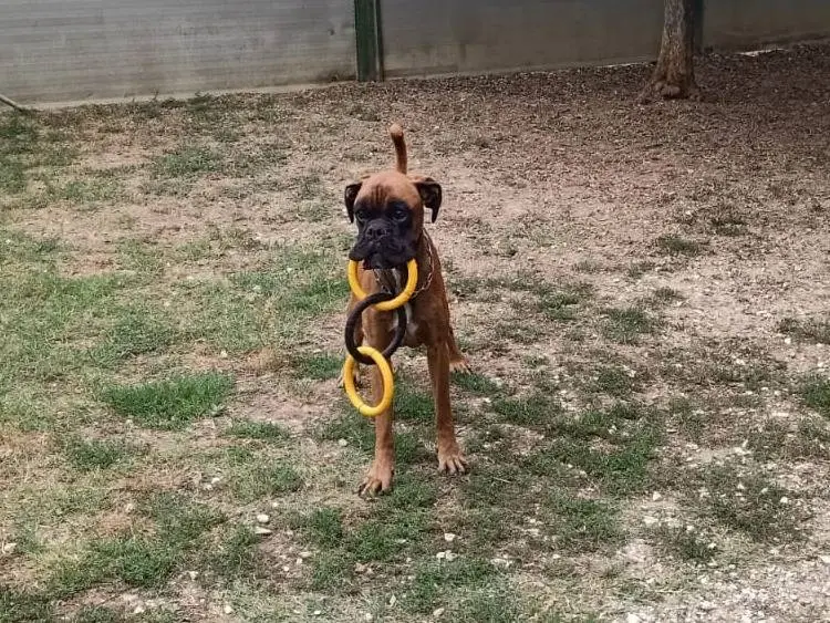 Adotta un cane, maschio, 4 anni e 1 mese, Pisa