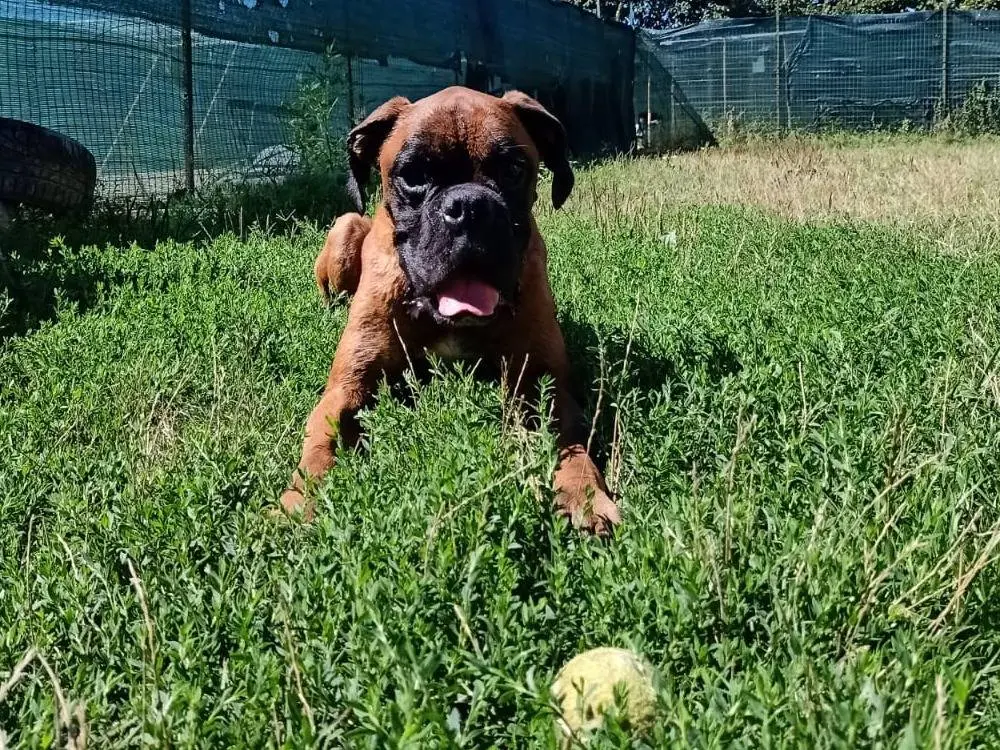 Adozione cane, maschio, Boxer Razza sconosciuta, 4 anni e 1 mese, taglia media, Pisa