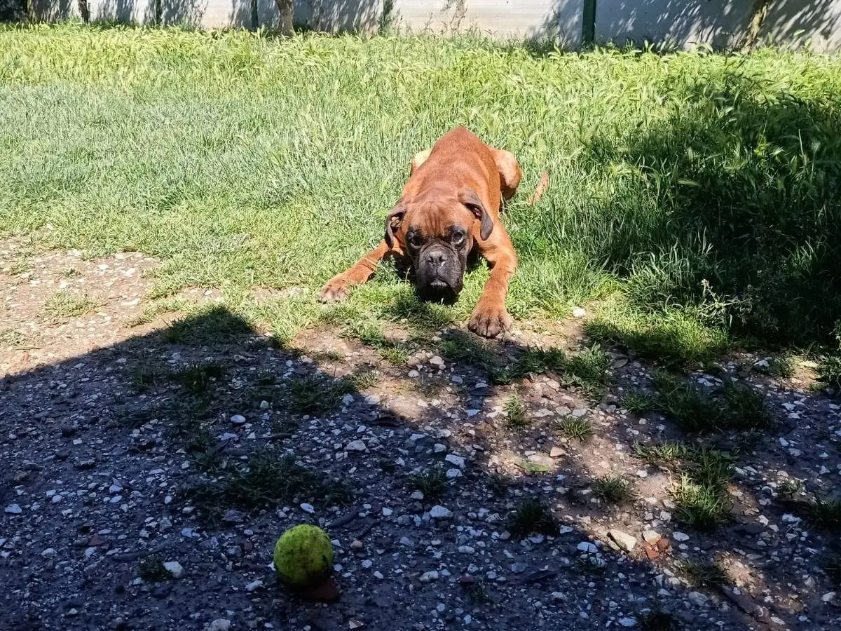 Adotta un cane, taglia media, maschio, Pisa