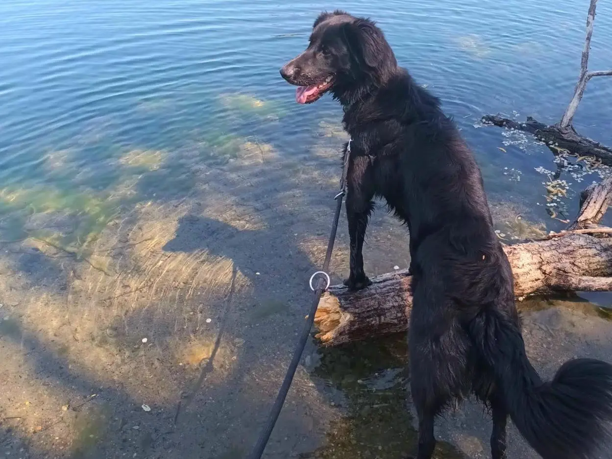 Vuoi adottare un cane a Milano?