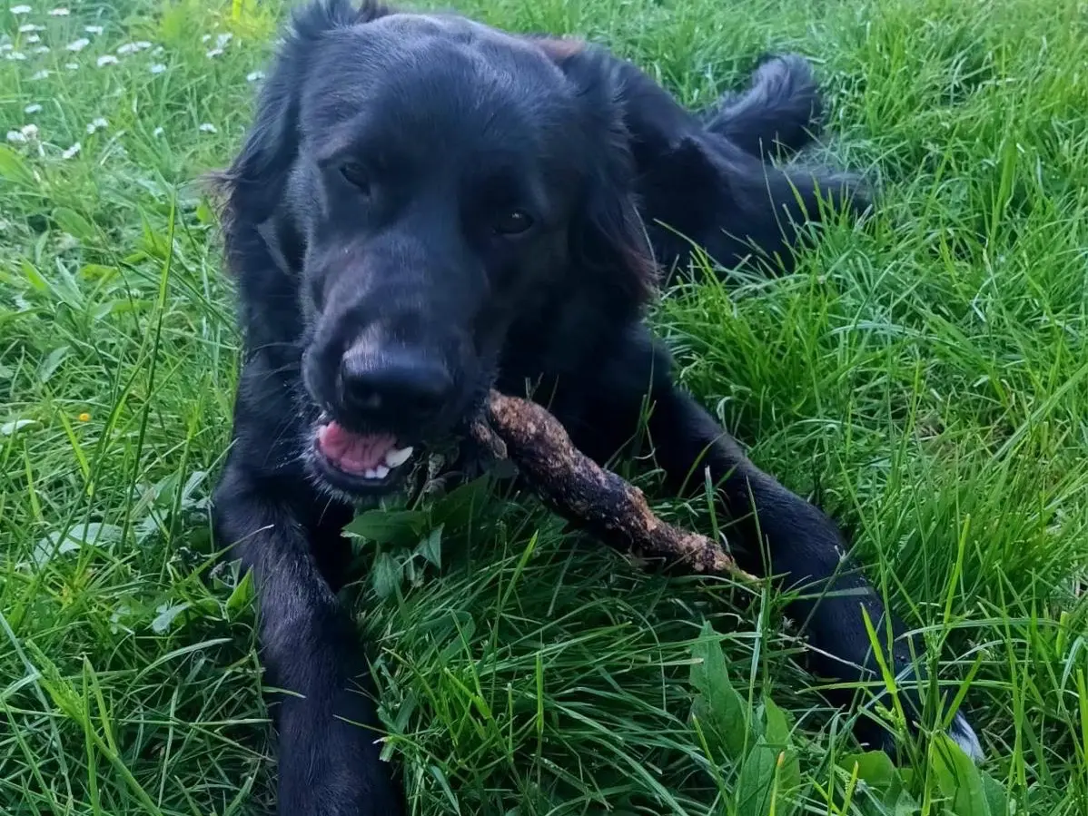 Adotta un cane, maschio, 1 anno e 5 mesi, Milano