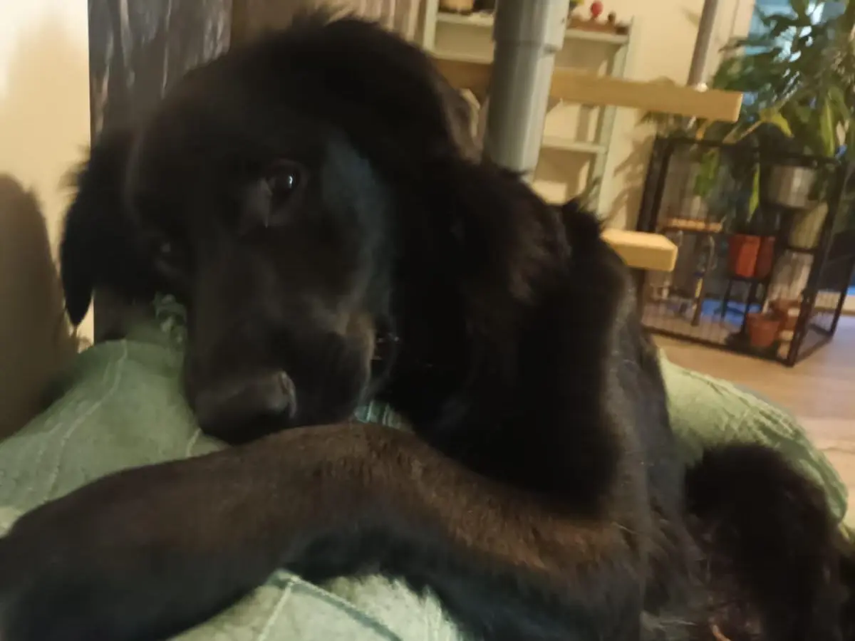 Adotta un cane, taglia media, maschio, Milano