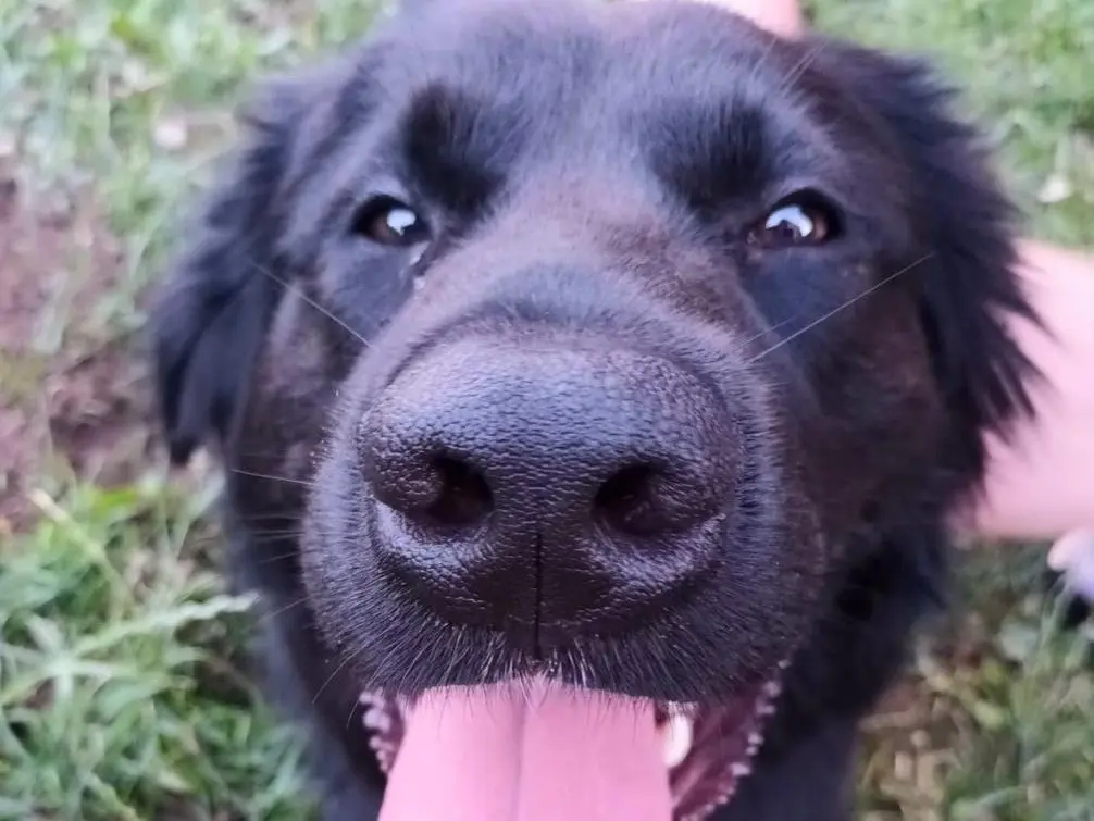 Adozione cane, maschio, Razza sconosciuta Razza sconosciuta, 1 anno e 5 mesi, taglia media, Milano